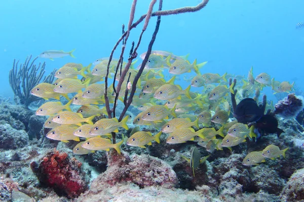 Undervattenskablar liv Aruba — Stockfoto