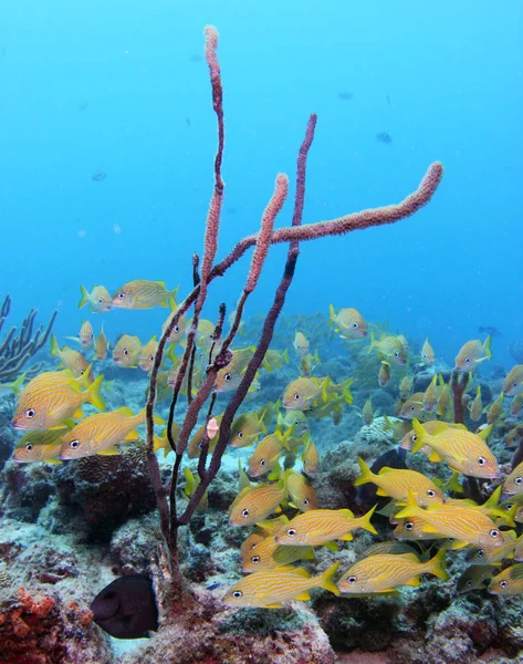 Karibik unter Wasser 04 — Stockfoto