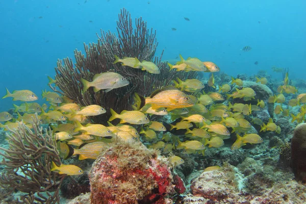 Caribbean onderwater 08 — Stockfoto