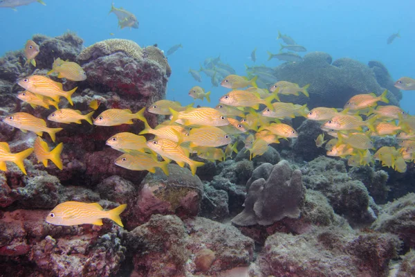 Caribbean onderwater 11 — Stockfoto