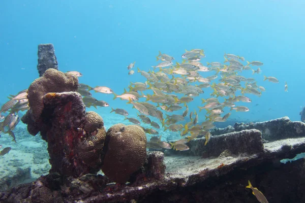 カリブ海水中 03 ストック写真