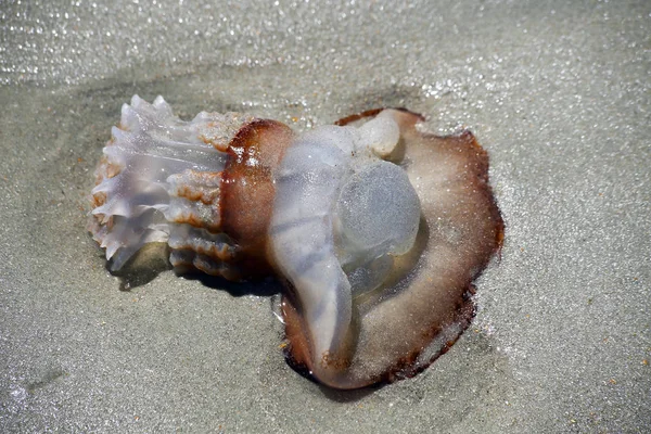 Kula armatnia Jellyfish — Zdjęcie stockowe