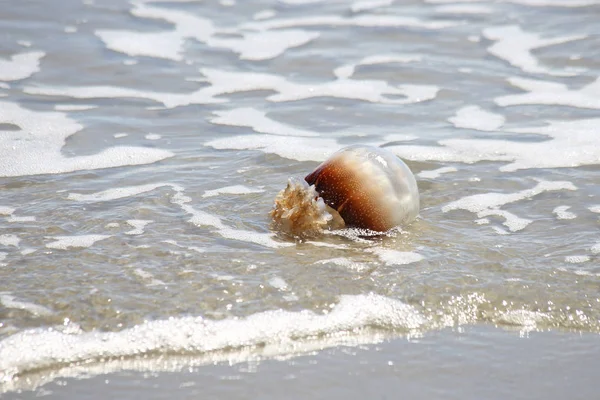 Kula armatnia Jellyfish 6 — Zdjęcie stockowe