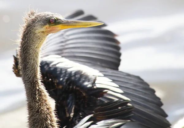 Anhinga głowy 2 — Zdjęcie stockowe