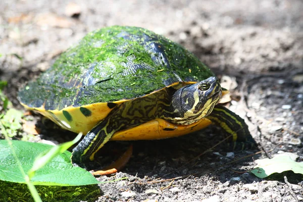 Yellow-bellied slider — Stock Photo, Image