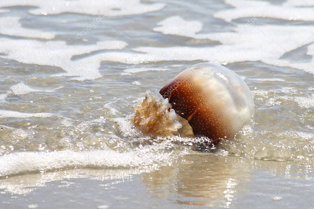 Cannonball Jellyfish 5