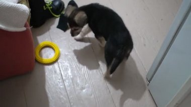 Evdeki sevimli köpek yavrusu kameraya bakıyor. Üst görünüm.