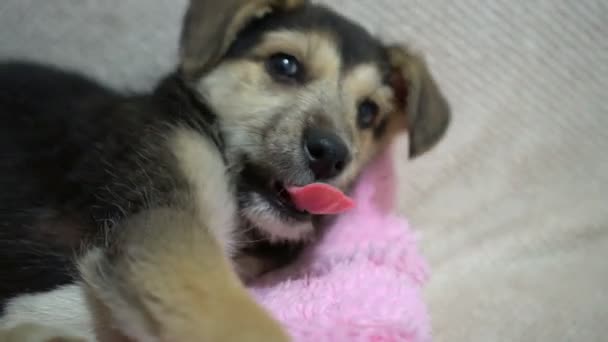 Lustiges Porträt des süßen Hundewelpen auf der Couch. Neues liebes Familienmitglied kleiner Hund zu Hause. Haustierpflege und Tierkonzept — Stockvideo