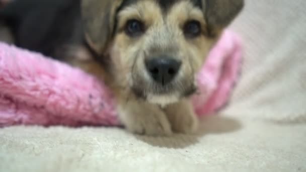 Retrato engraçado de cachorro bonito no sofá. Novo membro adorável da família cachorrinho em casa. Pet cuidado e animais conceito — Vídeo de Stock