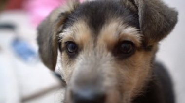 Cute funny puppy dog on couch. New lovely member of family little dog at home. Pet care and animals concept