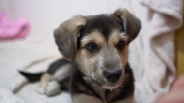 Cute funny puppy dog on couch. New lovely member of family little dog at home. Pet care and animals concept