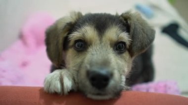 Cute funny puppy dog on couch. New lovely member of family little dog at home. Pet care and animals concept