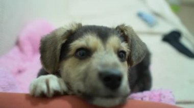 Cute funny puppy dog on couch. New lovely member of family little dog at home. Pet care and animals concept