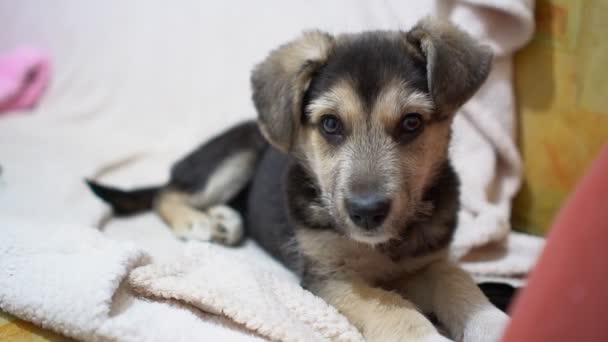 Lindo perro divertido cachorro en el sofá. Nuevo miembro encantador de la familia perrito en casa. Cuidado de mascotas y concepto de animales — Vídeo de stock