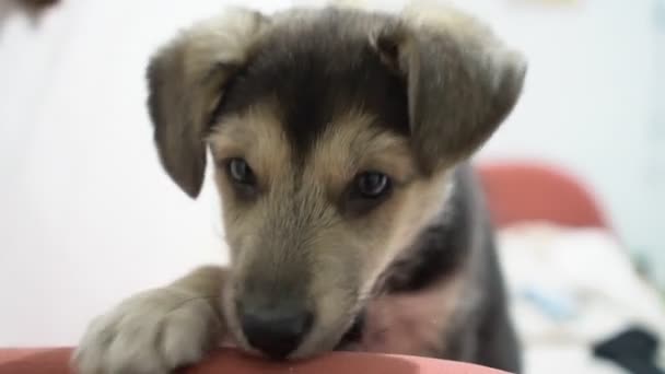 Lindo perro divertido cachorro en el sofá. Nuevo miembro encantador de la familia perrito en casa. Cuidado de mascotas y concepto de animales — Vídeos de Stock