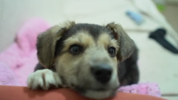 Cagnolino simpatico e divertente sul divano. Nuovo adorabile membro della famiglia cagnolino a casa. Cura degli animali e concetto di animali — Video Stock