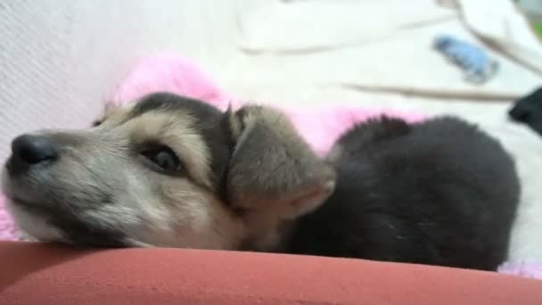 Cachorro engraçado bonito no sofá. Novo membro adorável da família cachorrinho em casa. Pet cuidado e animais conceito — Vídeo de Stock