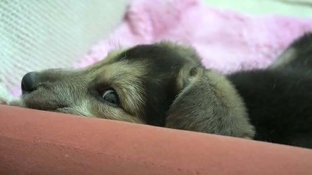 Милий смішний щенячий собака на дивані. Новий чудовий член сімейного маленького собаки вдома. Концепція догляду за тваринами і тваринами — стокове відео