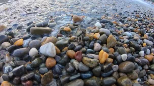 小さなカニは小石のビーチで水を見るために実行されます。若い女性が野生動物を指差す。アクション・カム・ビュー. — ストック動画