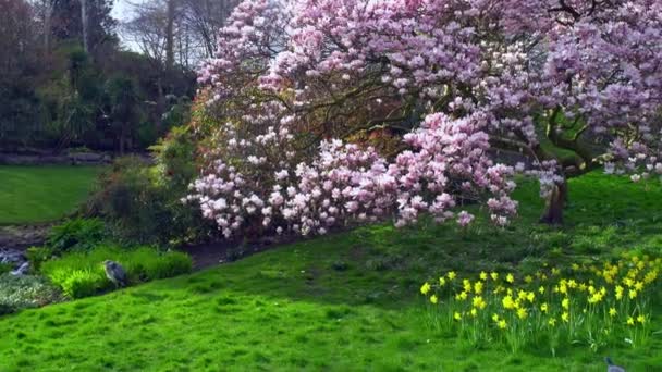 Zöld pázsit a parkban madarakkal, sárga nárciszokkal és virágzó magnólia fával az angol kertben napsütéses napokon — Stock videók