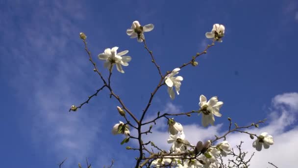 Magnolia białe kwiaty kwitnące gałęzie drzewa w londyńskim parku wiosennym w słoneczny dzień. Niebieskie niebo tło. — Wideo stockowe