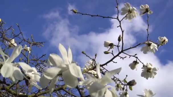 Крупный план магнолии белые цветы, цветущие ветви деревьев на голубом фоне неба в весеннем парке Лондона в солнечный день — стоковое видео