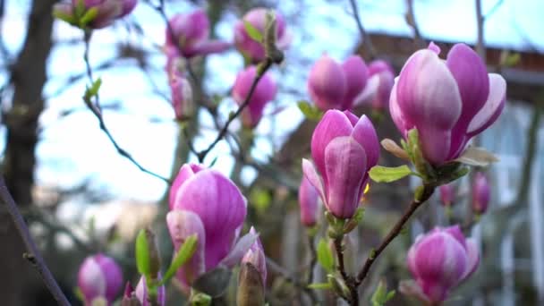 Close up of pink and purple blooming magnolia tree branches on bluurred house background in Czech garden at sunny day — Stock video