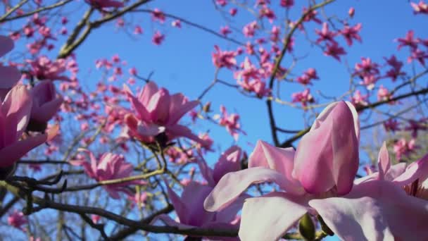 開花の終わりロンドンの春の公園で明るい晴れた日に青い空の背景に木の枝を咲かせるマグノリアピンクと白の花 — ストック動画
