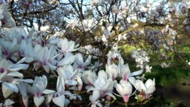 Birçok beyaz ve pembe manolya çiçekleri gün batımında İngiliz bahçesinde çiçek açan ağaç dalları.