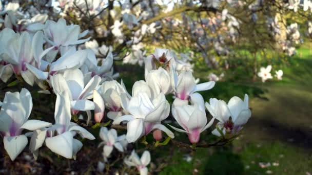 Яскраве світло заходу сонця на біло - рожевих квітках квітучих гілок магнолії в англійському саду під час заходу сонця — стокове відео