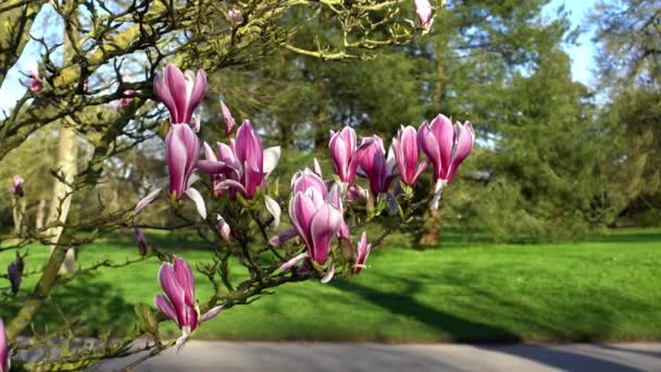 Gyönyörű virágzó magnólia a naplemente fényével az angol kertben Londonban Szoros faágak — Stock videók