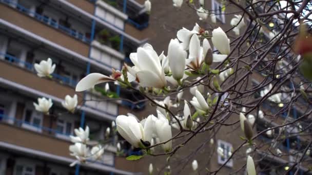 Güzel beyaz manolya tomurcukları, arka planda apartman ile birlikte ağaç dallarında çiçek açıyor. — Stok video