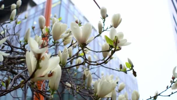 Білі красиві бутони магнолії крупним планом квітучі на гілках дерев зі скляною стіною офісна будівля на фоні — стокове відео