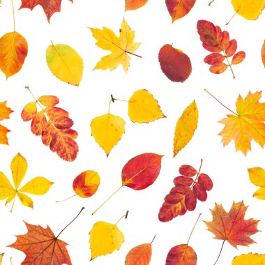 Renkli sonbahar yaprakları ile pürüzsüz desen  
