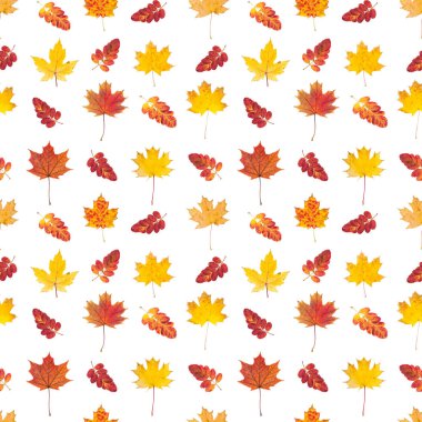 Renkli sonbahar yaprakları ile pürüzsüz desen  
