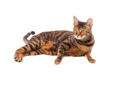 Kedi doğurmak toyger  