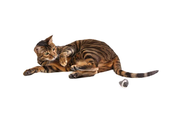 Raça de gato Toyger brincando com mouse de brinquedo. — Fotografia de Stock