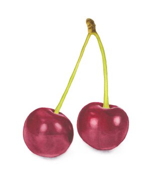 İki Olgun Kiraz izole. Suluboya resim.