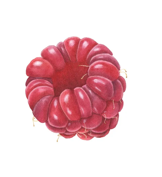 Watercolor ripe raspberry — Stock Photo, Image