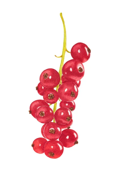 Watercolor twig of red currant — Stock Photo, Image