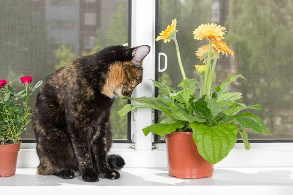 Колір Черепашки Домашньої Кішки Сидить Підвіконні Снайпери Квітка Гербери Вазоні — стокове фото
