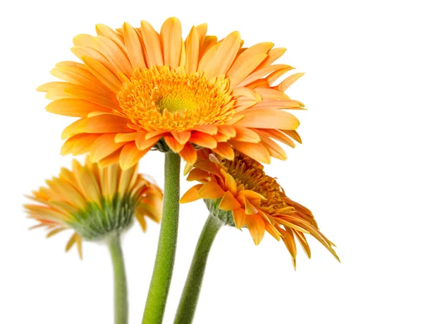 Gelbe Gerbera Blüten Isoliert Auf Weißem Hintergrund — Stockfoto