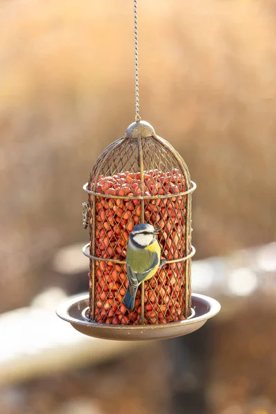 Blue tit eat food from the feeder. Vintage style metal feeder wi — Stock Photo, Image