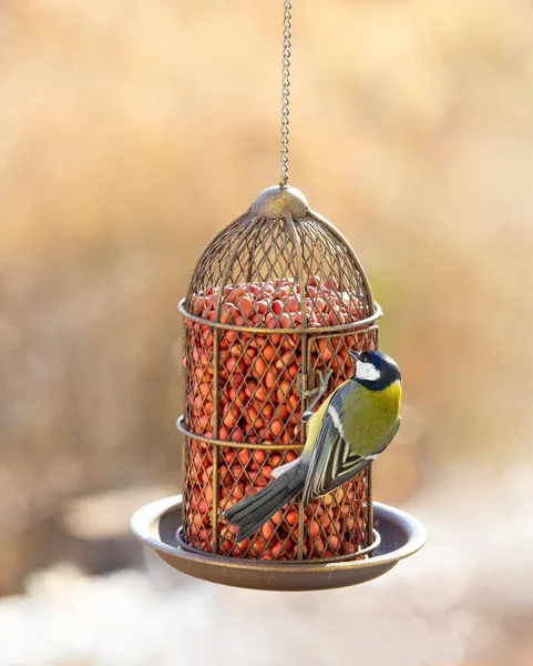 Great tit eat food from the feeder. — Stock Photo, Image