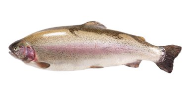 Fresh raw Karelian lake rainbow trout isolated  