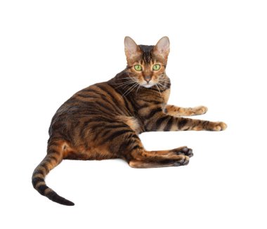 Yetişkin bir oyuncak kedi, beyaz arka planda izole edilmiş..