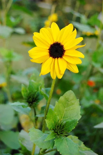 Sonnenblume im Garten — Stockfoto