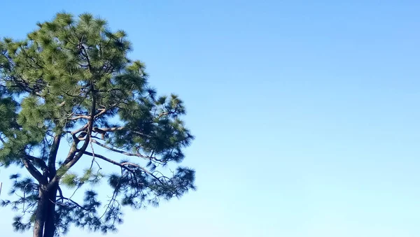 Дерево на горе — стоковое фото