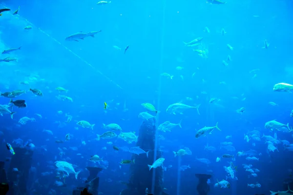 Peces bajo el agua en acuario natural — Foto de Stock