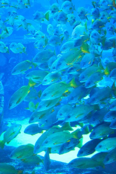 Peces bajo el agua en acuario natural — Foto de Stock